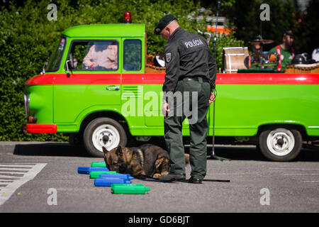 PEZINOK, SLOVAQUIE - 8 mai 2016 : démonstration de compétences des chiens policiers formés dans la région de Trnava, Slovaquie Banque D'Images