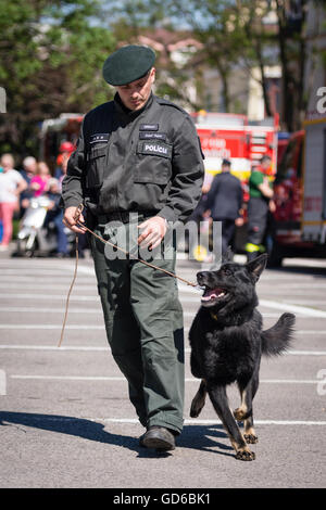 PEZINOK, SLOVAQUIE - 8 mai 2016 : démonstration de compétences des chiens policiers formés dans la région de Trnava, Slovaquie Banque D'Images