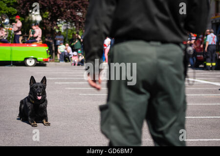 PEZINOK, SLOVAQUIE - 8 mai 2016 : démonstration de compétences des chiens policiers formés dans la région de Trnava, Slovaquie Banque D'Images