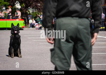 PEZINOK, SLOVAQUIE - 8 mai 2016 : démonstration de compétences des chiens policiers formés dans la région de Trnava, Slovaquie Banque D'Images