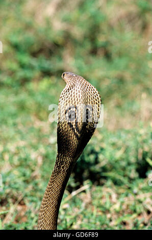 Cobra à lunettes indiennes Banque D'Images