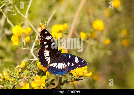 Southern White Admiral Limenitis reducta (papillon). Photographié en Israël en Avril Banque D'Images