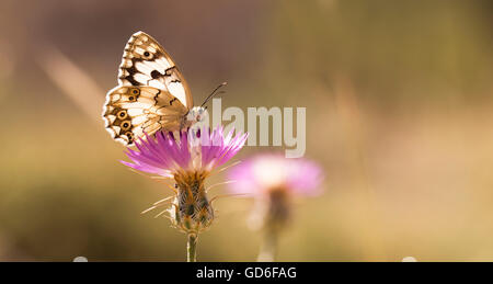 Melanargia titea en marbre blanc (titania) sur une fleur de chardon. Photographié en Israël en Avril Banque D'Images