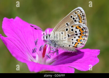 Papillon Bleu étoilé argent Plebejus argus ssp. caernensis se nourrissant de géranium sanguin Geranium sanguineum Banque D'Images