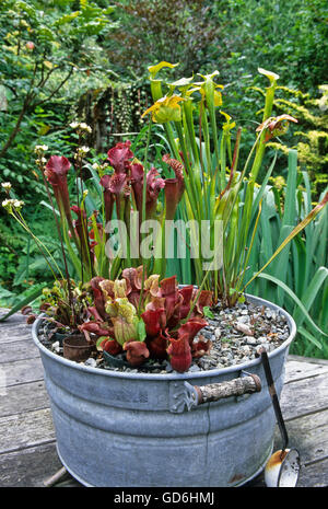 Sarracenia, flava, pupurea, les plantes dans les remous Banque D'Images