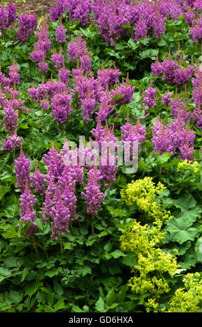 Astilbe chinensis VISIONS Banque D'Images