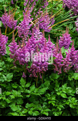 Astilbe chinensis VISIONS Banque D'Images