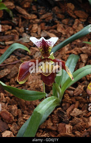 X Paphiopedilum Lady Slipper Orchid, Wildstrum Banque D'Images