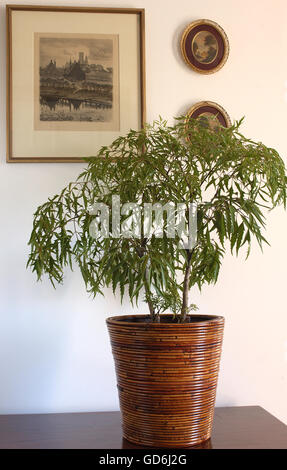 Radermachera sinica semoir en bambou Banque D'Images