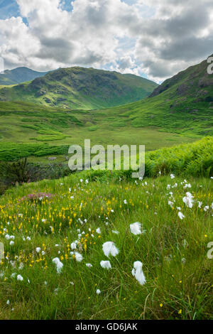 L'herbe pousse en coton dans le Lake District. Banque D'Images