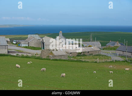 L'élevage de moutons opérationnel à Evie North Mainland îles Orkney, en Écosse. 10 567 SCO. Banque D'Images