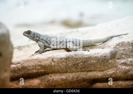 Dans la maison de reptile Iguana Banque D'Images