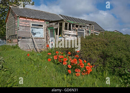 Une fois qu'une habitation en bois maintenant un hangar et jardin négligé sur les îles Orkney Ecosse. 10 575 SCO. Banque D'Images