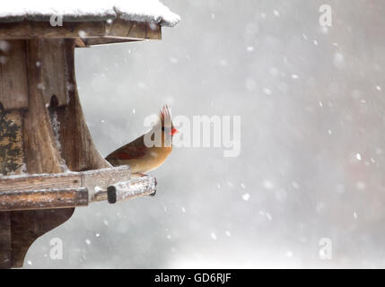 Cardinal à Mangeoire Tempête de neige Canada Femme Banque D'Images