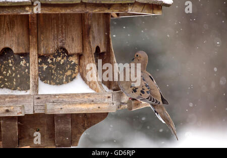 La Tourterelle triste en hiver au Canada hiver neige Mangeoire Banque D'Images