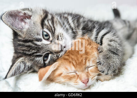 Deux chatons câlins Banque D'Images