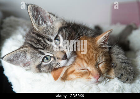 Deux chatons câlins Banque D'Images