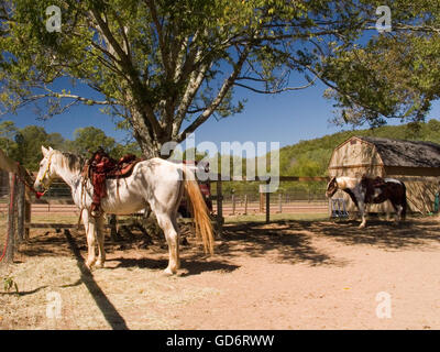 Deux chevaux se retrouvent dans un corral prêt pour une randonnée à cheval dans un ranch sur une journée ensoleillée sans nuage. Banque D'Images