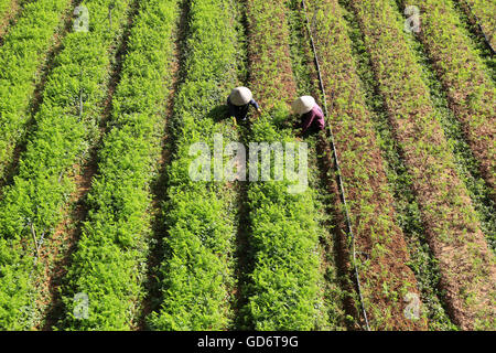 Exploitant agricole travaillant sur une plantation de carottes Banque D'Images