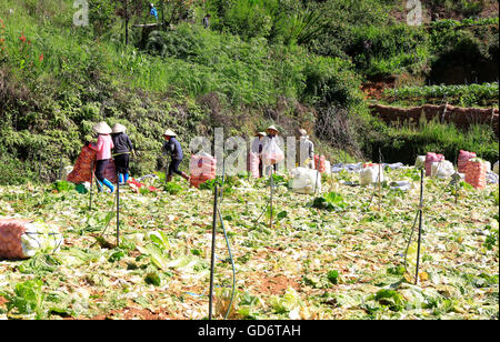 La récolte de l'agriculteur au chou napa potager au Vietnam Banque D'Images