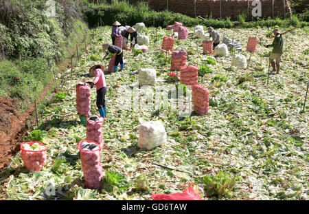 La récolte de l'agriculteur au chou napa potager au Vietnam Banque D'Images