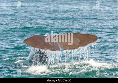 Plongée cachalot de chasser pour un calmar géant au large de la côte de Kaikoura, île du Sud, Nouvelle-Zélande. Banque D'Images