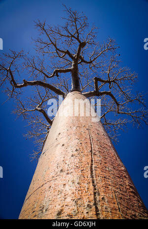 L'un des énormes baobabs sur l'Avenida de baobab à Madagascar Banque D'Images