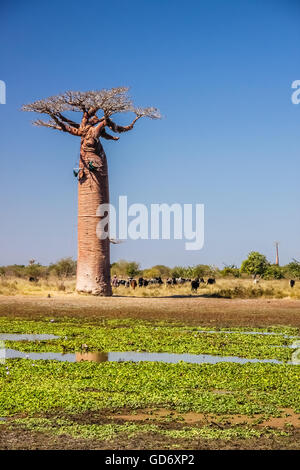 Le pâturage des troupeaux de zébu et d'alimentation par le petit lac en face de l'arbre baobab Banque D'Images