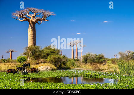 Petit lac en face de l'arbre baobab Banque D'Images