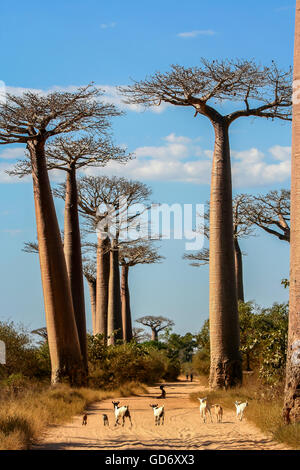 Chèvres sur le chemin de sable dans la célèbre Avenida de baobab près de Morondava à Madagascar Banque D'Images