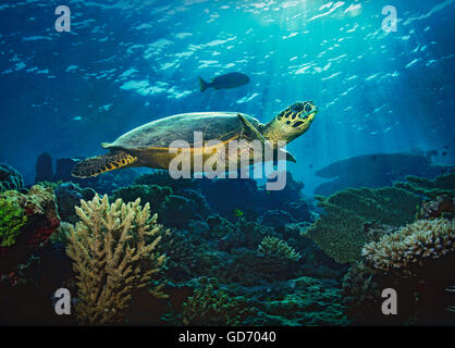 La tortue imbriquée, Eretmochelys imbricata, natation plus de récifs coralliens dans les Maldives, l'Océan Indien Banque D'Images