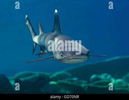 Whitetip reef shark, Triaenodon obesus, corps complet, piscine sur Coral Reef, Maldives, océan Indien Banque D'Images