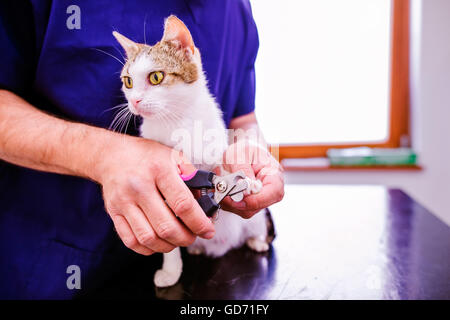 Coupe ongles pour vétérinaire mignon petit chaton en veterinar Banque D'Images