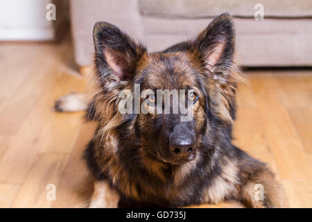 Berger Allemand posées sur un plancher en bois dans une maison à la recherche de l'appareil photo. Il est de couleur sable. Banque D'Images