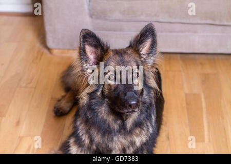 Berger Allemand posées sur un plancher en bois dans une maison à la recherche de l'appareil photo. Il est de couleur sable. Banque D'Images