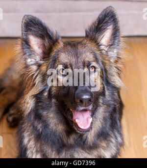 Berger Allemand posées sur un plancher en bois dans une maison à la recherche de l'appareil photo. Il est de couleur sable. Banque D'Images