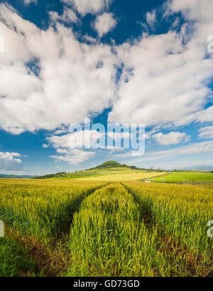 Paysage agricole près de Usson, dans la plaine de Limagne, Puy-de-Dôme, Auvergne, France Banque D'Images