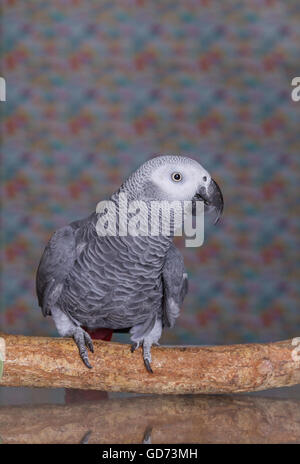 Shot vertical d'un perroquet Gris d'Afrique se tenait sur une perche en bois naturel. Banque D'Images