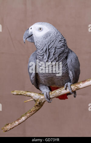 Shot vertical d'un perroquet Gris d'Afrique se tenait sur une branche en bois perchaude Banque D'Images