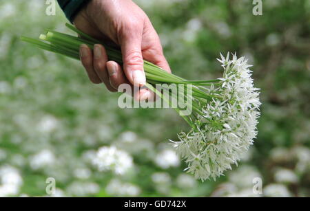 Une femme tient un bouquet de fleurs d'ail sauvage cherchaient leur nourriture dans un joli caduques dans le Derbyshire, Angleterre Royaume-uni - mai Banque D'Images