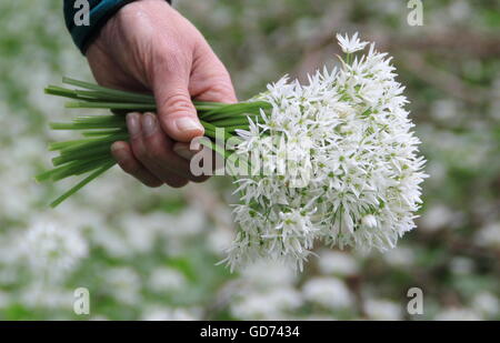 Une femme tient un bouquet de fleurs d'ail sauvage cherchaient leur nourriture dans un joli caduques dans le Derbyshire, Angleterre Royaume-uni - mai Banque D'Images