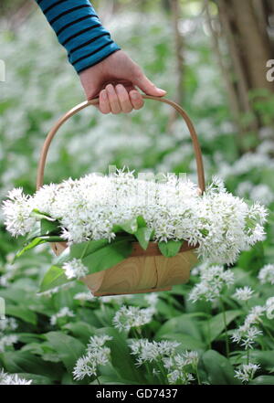 Une femme porte un trug rempli de nourriture grâce à l'ail sauvage assez caduques sur une journée de printemps ensoleillée, Angleterre Royaume-uni - mai Banque D'Images