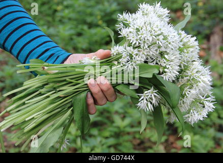 Une femme tient un bouquet de f'alimentaient l'ail sauvage dans un anglais caduques, Royaume-Uni, UK - mai Banque D'Images