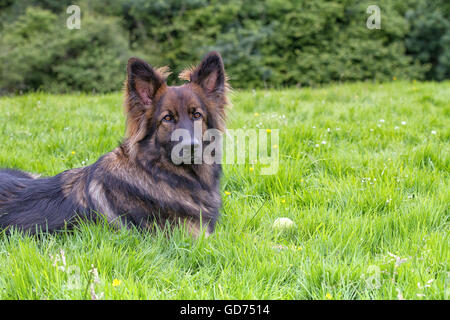 Berger Allemand posé sur l'herbe avec sa balle. Il est à l'appareil photo de manière intense Banque D'Images