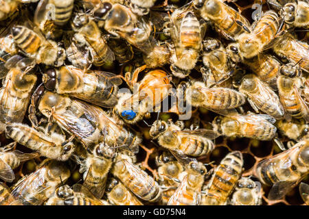 Coloniy avec marqué en bleu, la reine des abeilles l'abeille carniolienne (Apis mellifera carnica) ,colonie est l'insertion d'un oeuf, Saxe, Allemagne Banque D'Images