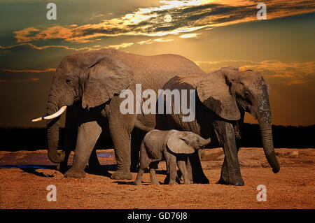 Bébé éléphant africain (Loxodonta africana), l'allaitement en fin d'après-midi, et les pays fournisseurs, l'Addo Elephant National Park, Afrique du Sud Banque D'Images