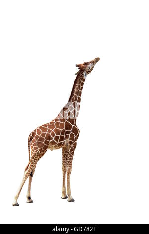 Image isolée d'une girafe debout et essayant d'atteindre haut Banque D'Images