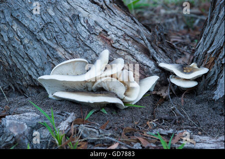 Ghost champignon, un champignon bioluminescent, à la lumière du jour Banque D'Images