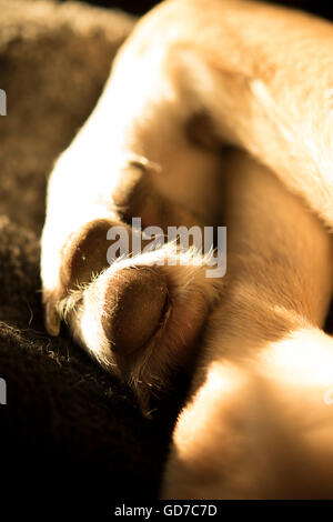 Close-up des pattes du chien et les jambes Banque D'Images