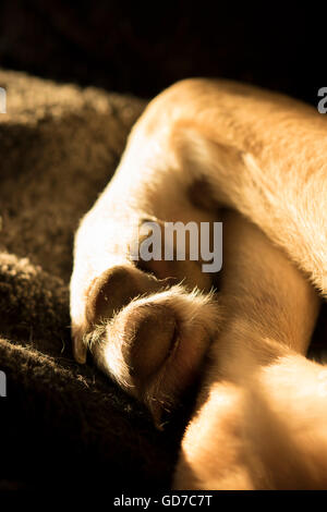 Close-up des pattes du chien et les jambes Banque D'Images